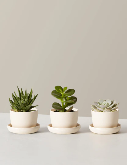 Mini Succulent Trio